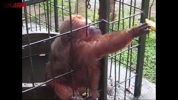 Ghetto Monkey Eating Bananas Funny Voiceover without intro