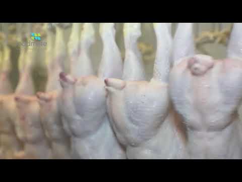 Линия убоя и разделки птицы 6000 голов/час Foodmate