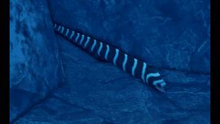 (ocean) como encontrar Darkfin Amberjack, Zebra Moray Eel y Galapagos Sea Lion en dbsa de roblox
