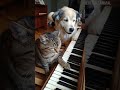 #cat #dog #piano #catanddog #petmusic #animalmusic #cuteanimals #funnyanimals #petvideo #catlover