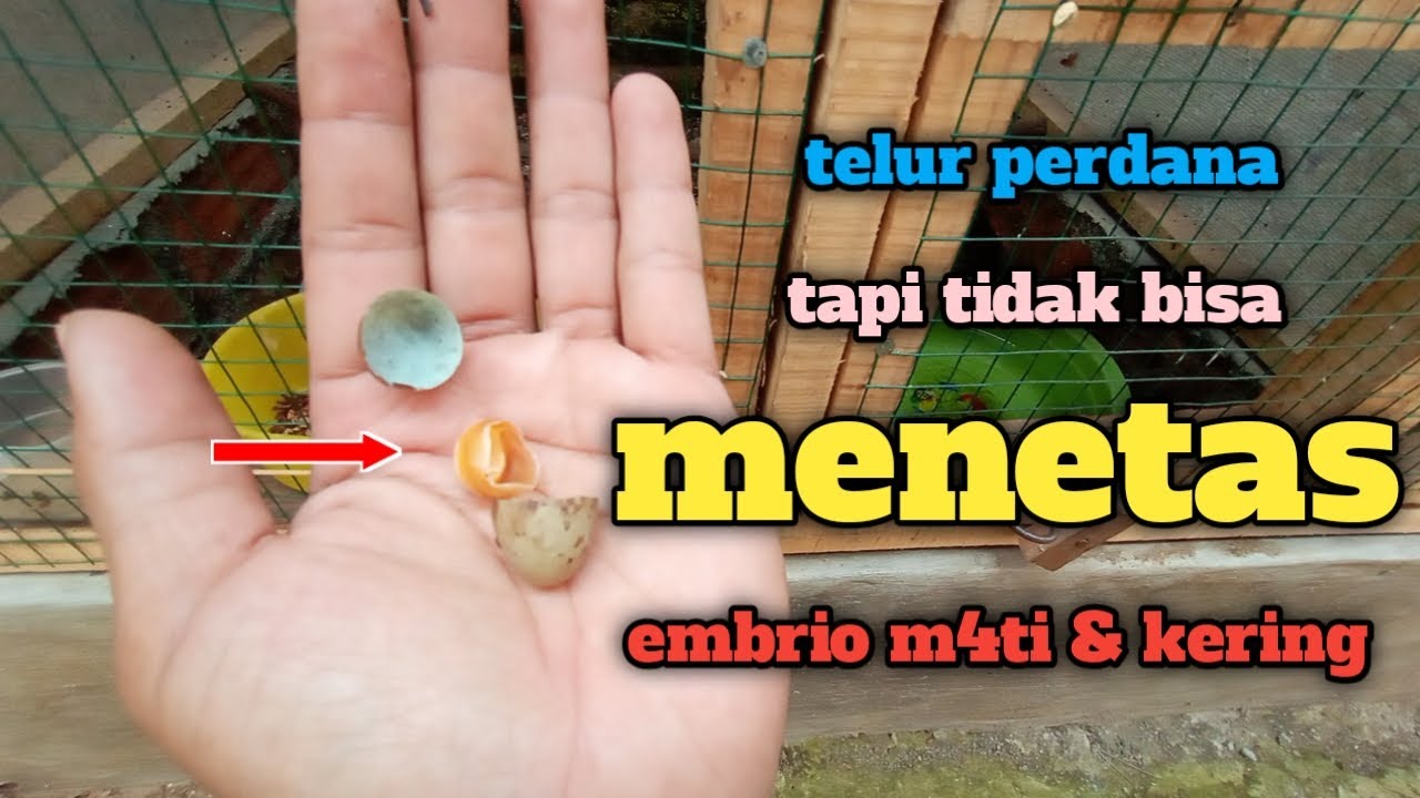 ternyata ini Penyebab telur gagal menetas