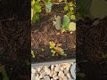 Beginner Gardening #springdiaries #springgarden #springgardenprep #planting #plantingtheseeds