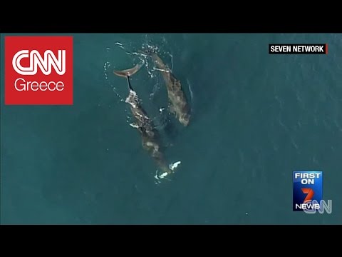 Βίντεο: Θα επιτεθούν τα δελφίνια σε καρχαρίες;