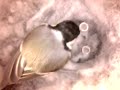 Birdcam_2010-04-26_14-11-26.avi
