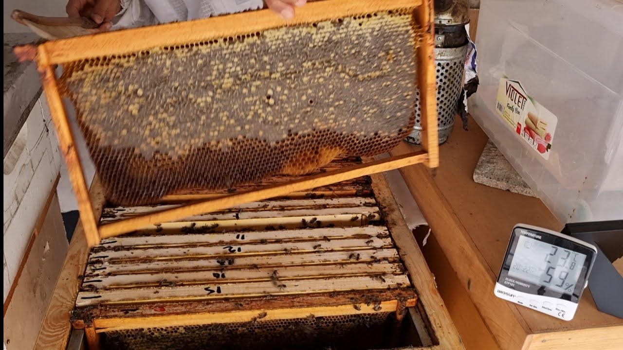 هدوء النحل التلي أثناء جني العسل في نظام أبوسلمان. طريقة أبوسلمان لفرز خلايا النحل.