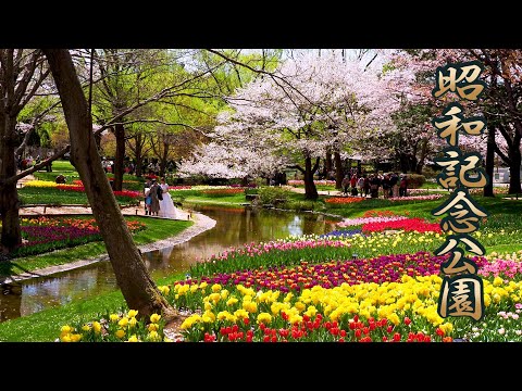 【Cherry blossoms】TOKYO. Showa Kinen Park 2019 #4K #昭和記念公園