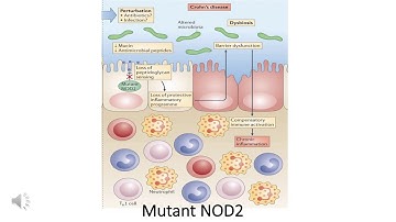 Final Cut CSC - Group #105 - NOD2 - csc