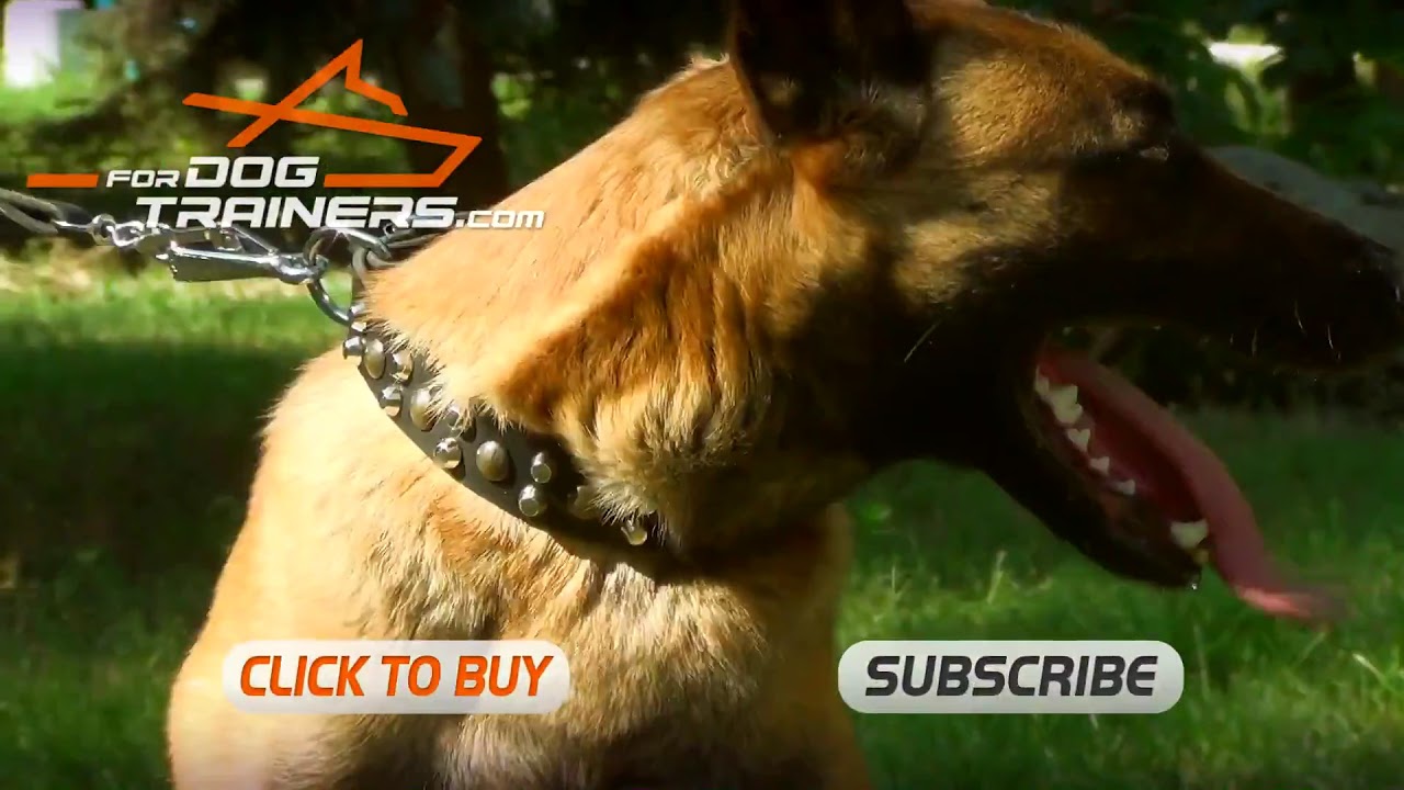 best dog collar for belgian malinois