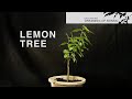 Lemon Tree Repot, April 2023
