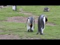 King penguins mating start to finish then they switch