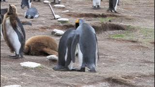 King Penguins Mating Attempts - They can't figure out how to do it or who should be where.