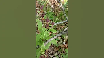 ОРХИДЕЯ, башмачо́к настоя́щий, или вене́рин башмачо́к обыкнове́нный(2)