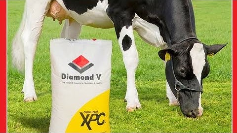 #airyLac #DiamondV #XPC #Cargill    Diamond V - A commitment of innovation, technology