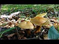 Какие грибы растут в августе