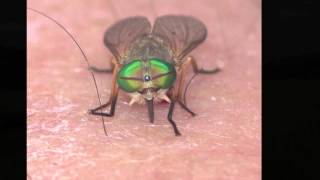 Sea Talk - Beach insects