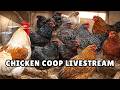 Chicken Coop LIVESTREAM - Rooster Crowing - Hens Clucking Chickens Webcam #chickens  #chickencoop