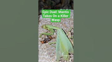 Epic Duel: Mantis Takes On a Killer Wasp 😱