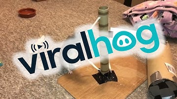 Bean the Rat Completes a Mario Agility Course || ViralHog