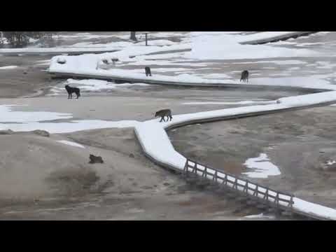 Scary, Large Pack Of Wolves At Yellowstone National Park, Old Faithful