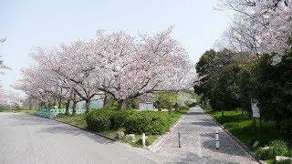 大仙古墳(仁徳天皇陵) 動画(2018年4月2日) 大仙古墳(仁徳天皇陵) 動画(2018年4月2日)