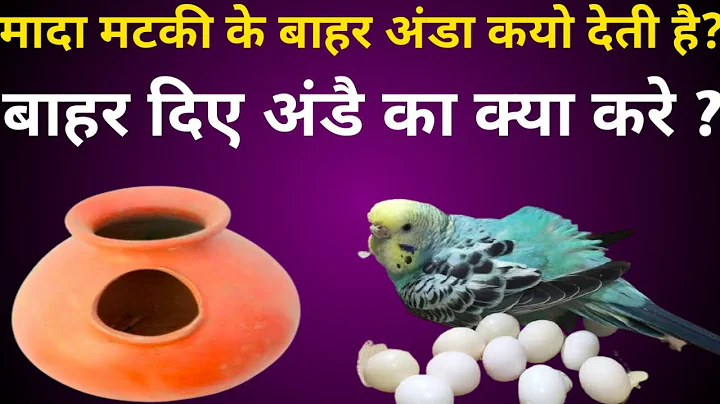 Budgies Female Matki Kai Bahar Unde Kyu Deti Hai |...