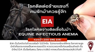 โรคติดต่อร้ายแรงที่คนรักม้าควรรู้จัก Equine Infectious Anemia (EIA) | หมอม้า ZOO ONE SIRI