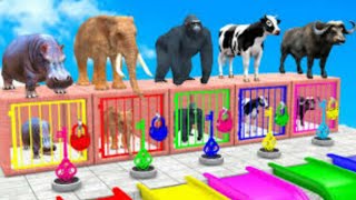 COW MAMMOTH ELEPHANT GORILLA BUFFALO GUESS - THE RIGHT KEY ESCAPE ROOM CHALLENGE ANIMALS CAGE GAME