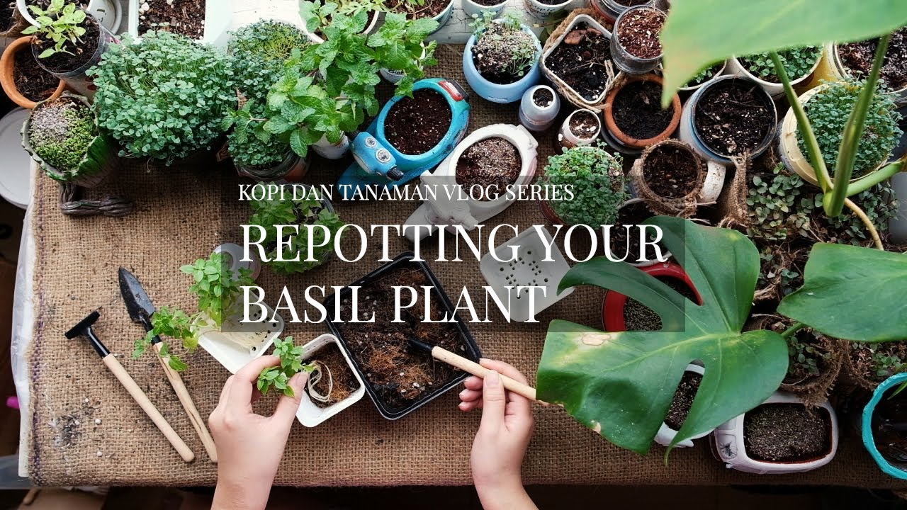 [ASMR] Repotting basil plants #withme #samasaya - YouTube