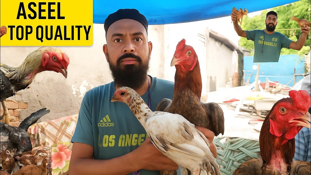 😱 Jama Masjid Aseel Murga Mandi | 2025 Top Quality Murgay 🐔 Demand Ne Macha Diya Hungama! 🔥