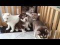 Can't stop laughing at these husky puppies!