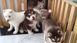 Can't stop laughing at these husky puppies!