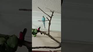 Синь чирикает 🩵#волнистик #птица#попугай#мойпопугай#bird#parrot