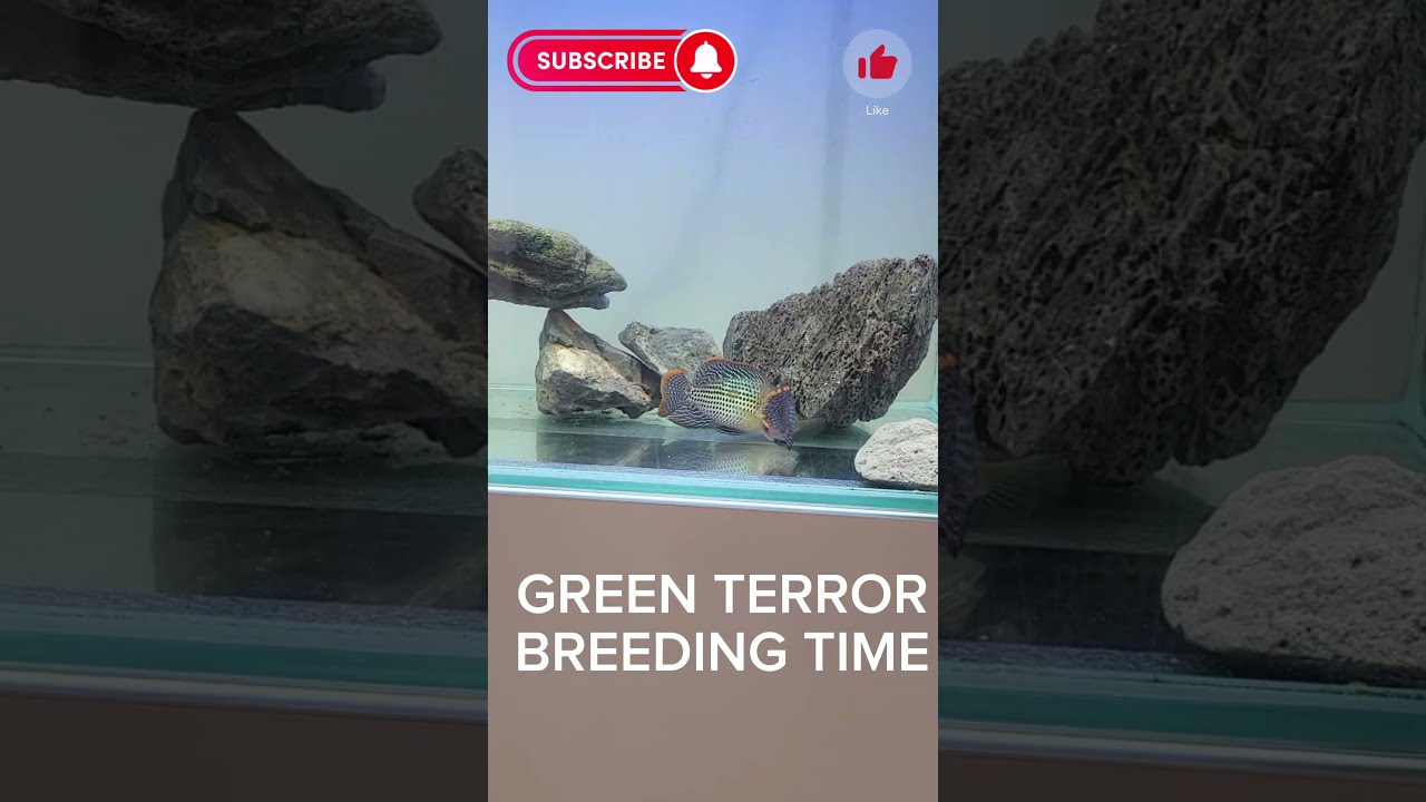 GREEN TERROR BREEDING TIME