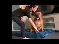 Boerboel Youngster Tests The Boundaries Boerboel Doggo Dogs Boerboel Youngster Tests The Boundaries Boerboel Doggo Dogs