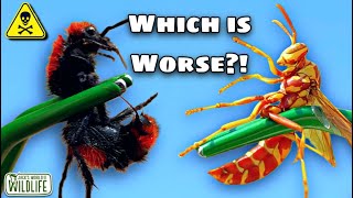 The TOP 5 WORST STINGS In The US! The DIRECTORS CUT
