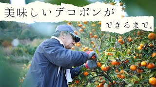 美味しいデコポンができる背景！味にこだわる生産者だからこそ、着眼点が違う！