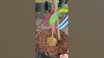 Thuốc Kích Rễ A01 Chuyên Dùng Cho Giâm Cành, Chiết Canh, Phục Hồi Cây Suy Yếu - Ra Rễ Cực Mạnh