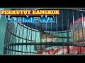 Perkutut Bangkok istimewa || suaranya bikin merinding..mantapp broo