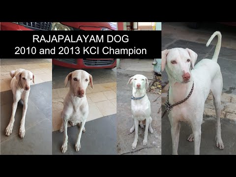 2010 KCI Champion Rajapalayam Dog