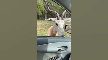 giving food to animals amazing viral video #amazing #viral #video #funny #animals #deer #nature