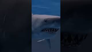 القرش القاتل
