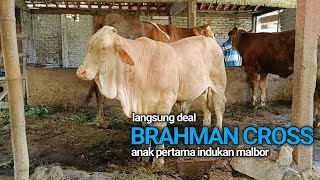 NEGO BRAHMAN CROSSS LANGSUNG DEAL DITEMPAT