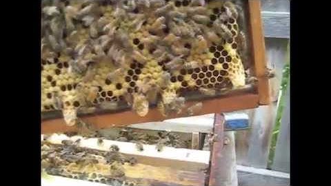 Cutting queen cells from middle bar frames (to use in other hives)