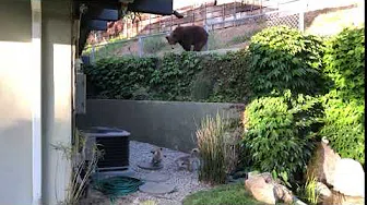 SMALL DOGS SCARE OFF BIG BEAR FROM BACK YARD 