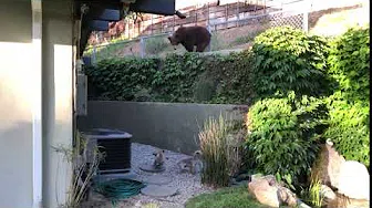 SMALL DOGS SCARE OFF BIG BEAR FROM BACK YARD