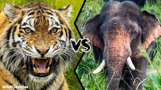 Elephant vs Tiger - Who Would Win?