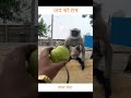 ❤️ जय श्री राम❤️#india #trendingshorts #trending #animals #youtubeshorts