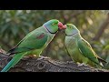 Parrot love is in the air! 🦜❤️ #Parrot #Love