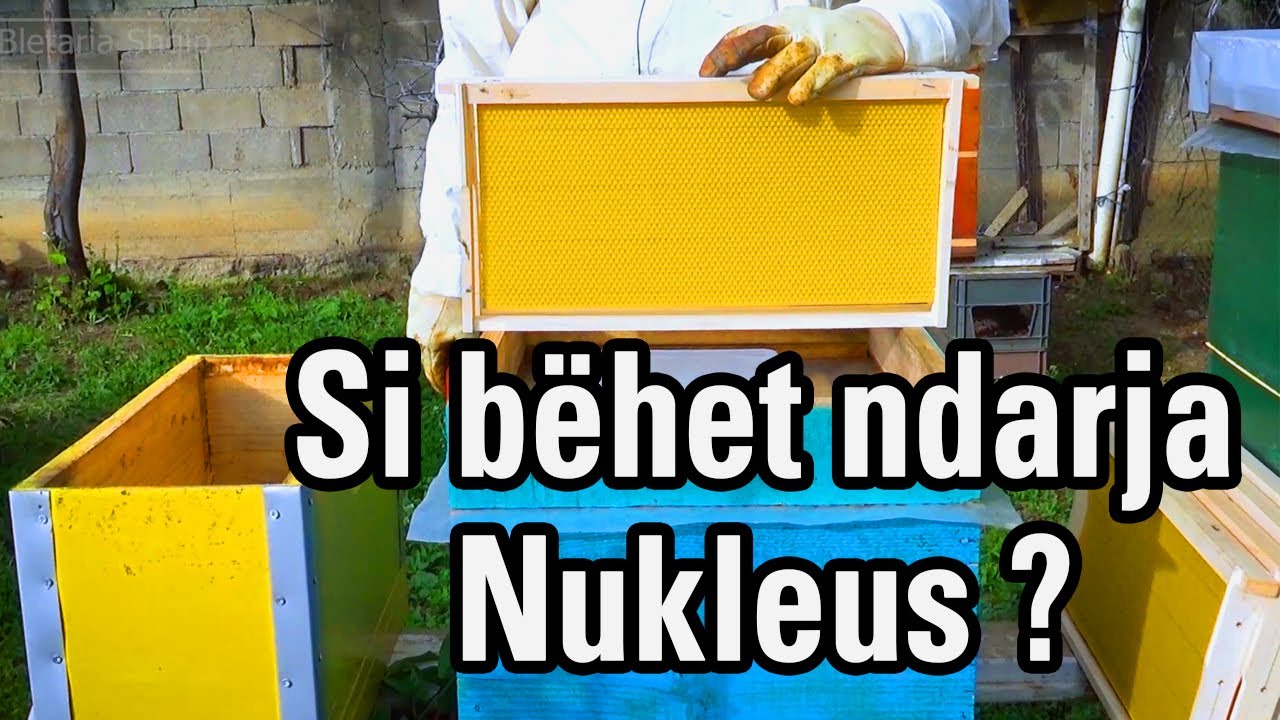 🔴Episodi 15: Çka është Nukleusi dhe si bëhet shtesa/ndarje ? [ Bletaria Shqip ]