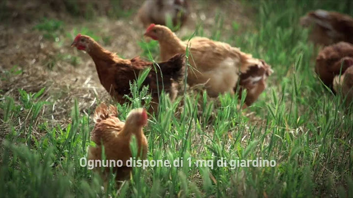 Amadori - Benessere animale e Pollo Campese